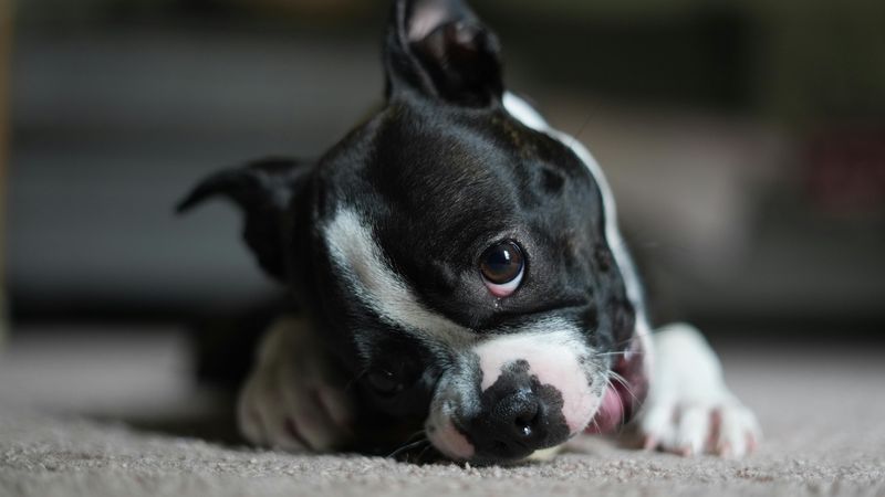 Boston Terrier