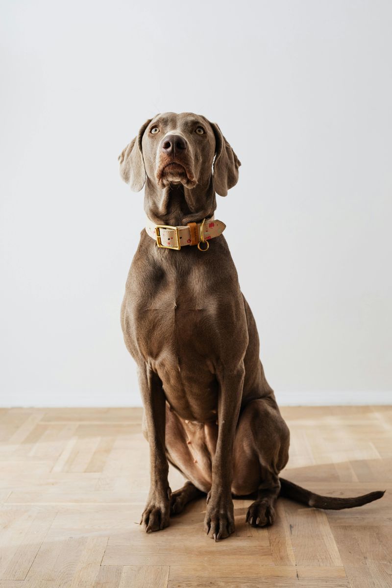 26 Dog Breeds That Feel Most at Home Around People 21 Weimaraner