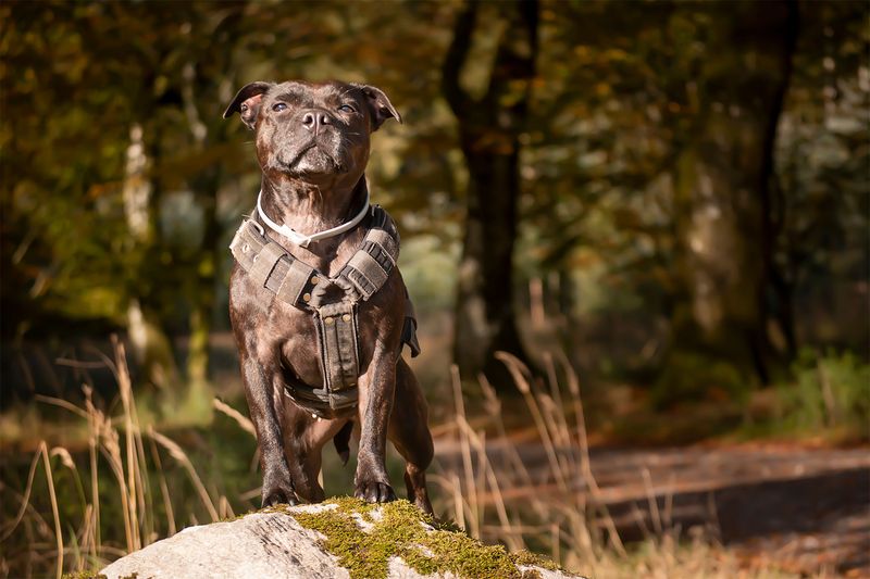 England gave the dog world more than working breeds - these charming companions show another side 8 Staffordshire Bull Terrier