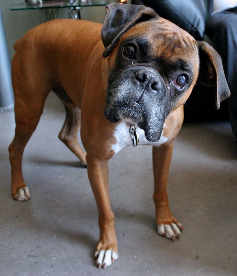 These dog breeds quietly become the heart of countless households 3 Boxer