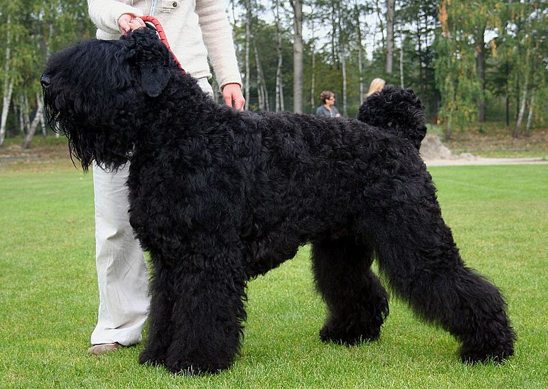 These hardworking dog breeds were built for more than casual exercise 12 Black Russian Terrier