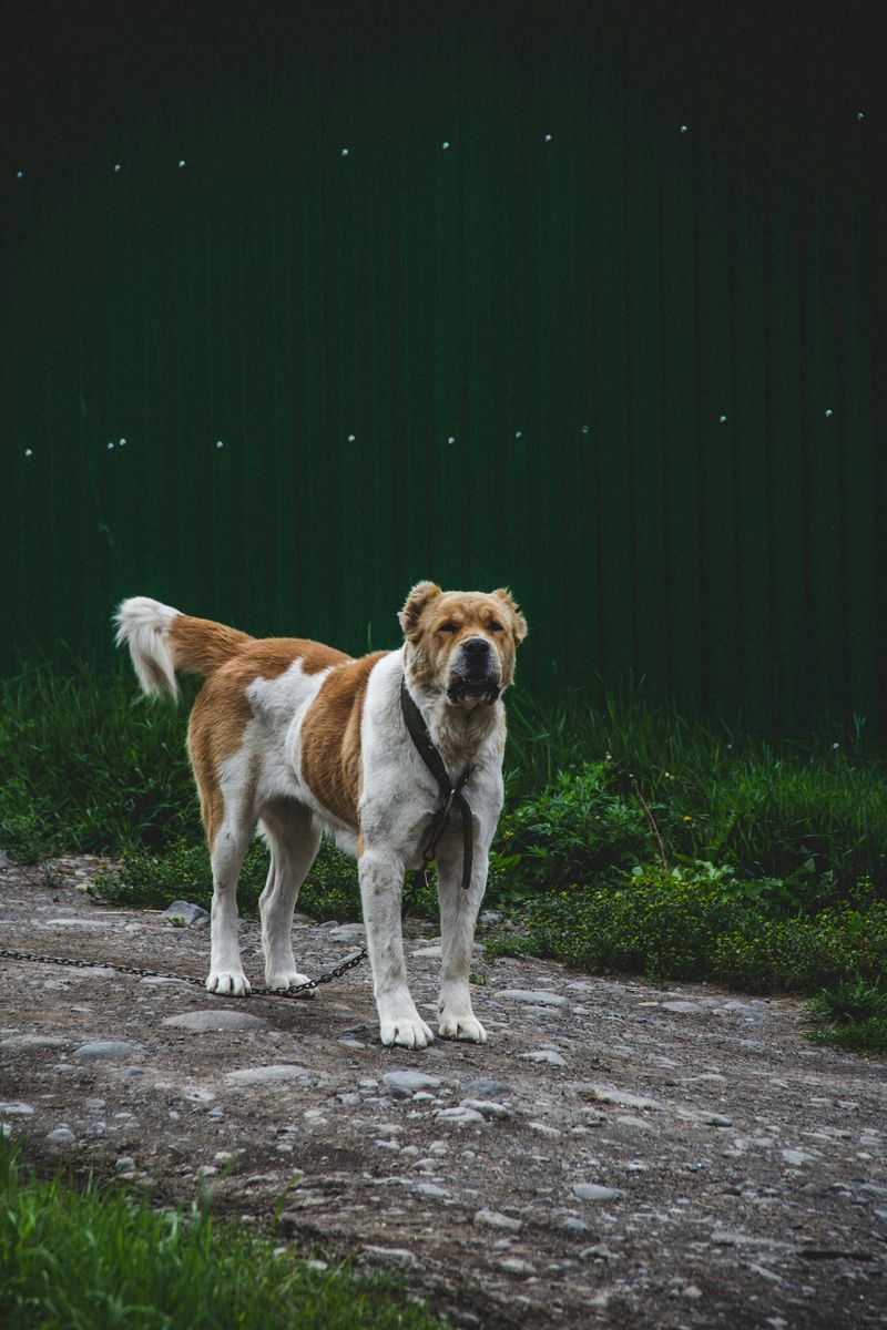 Central Asian Shepherd (Alabai)
