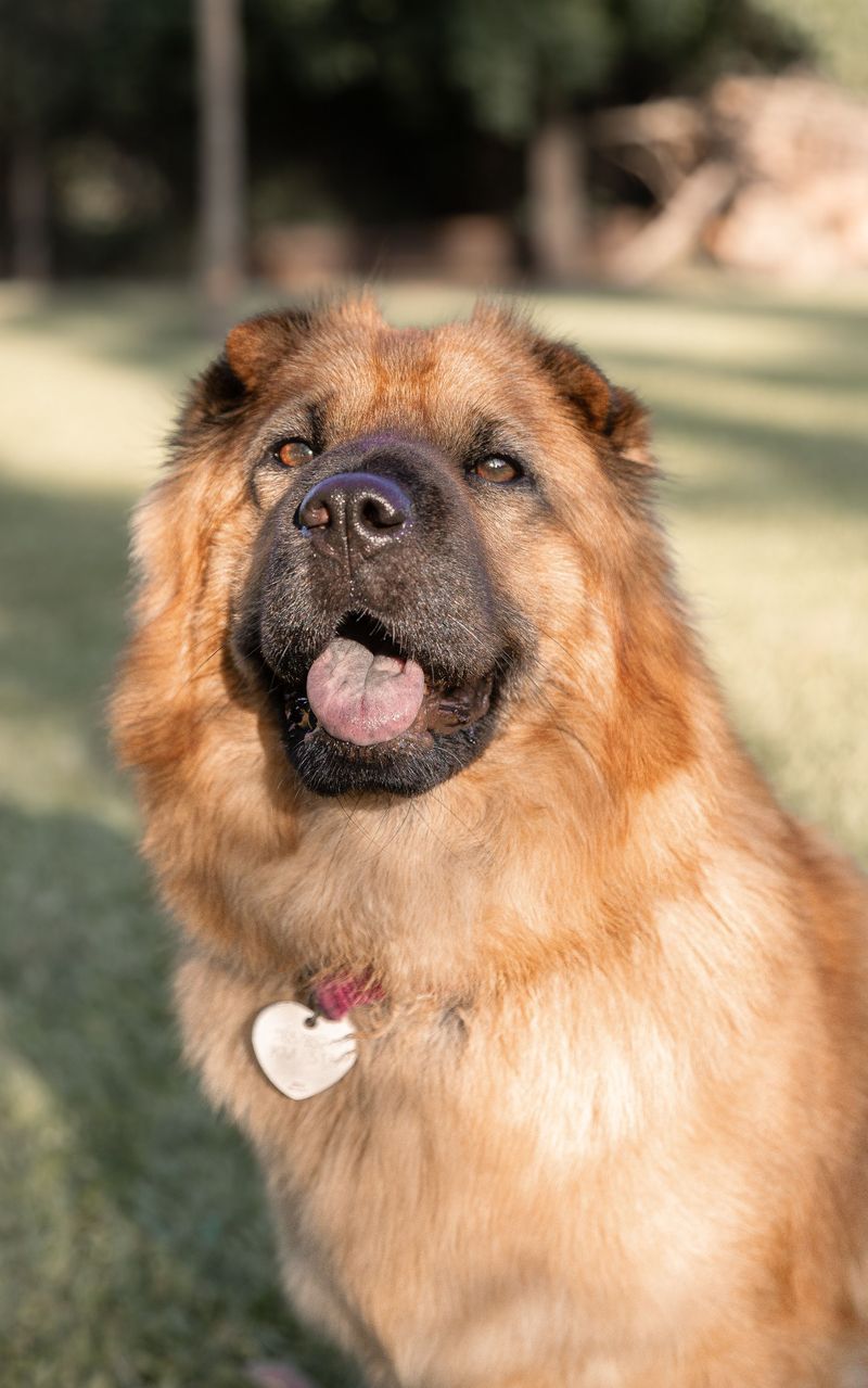 10 dogs whose popularity can create unexpected security concerns - plus 2 ways to reduce the risk 13 Keep Microchip and ID Details Up to Date