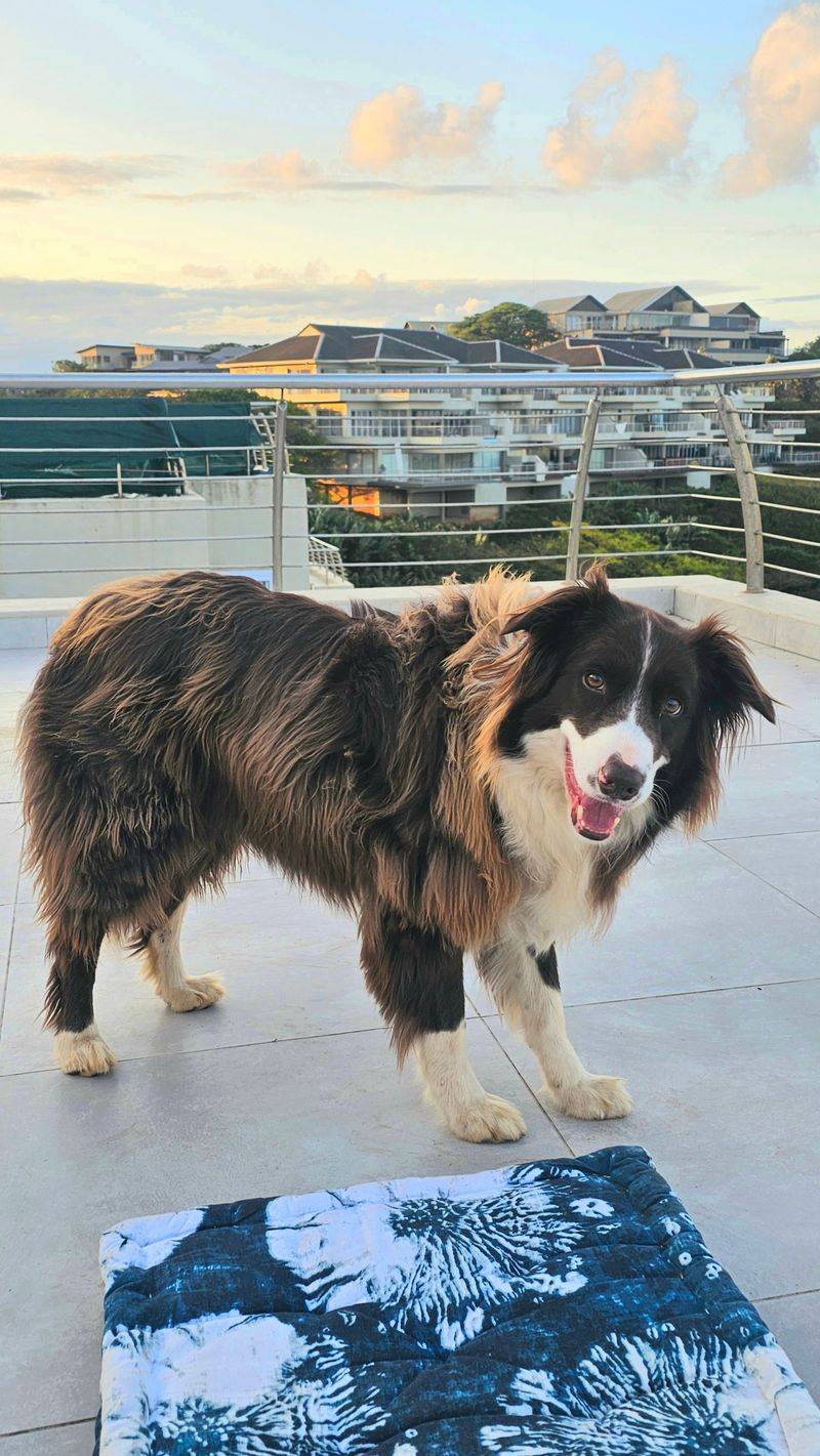 12 dog breeds that can shut down around conflicting commands - plus 3 that roll with the chaos 2 Border Collie - genius that stalls when signals clash