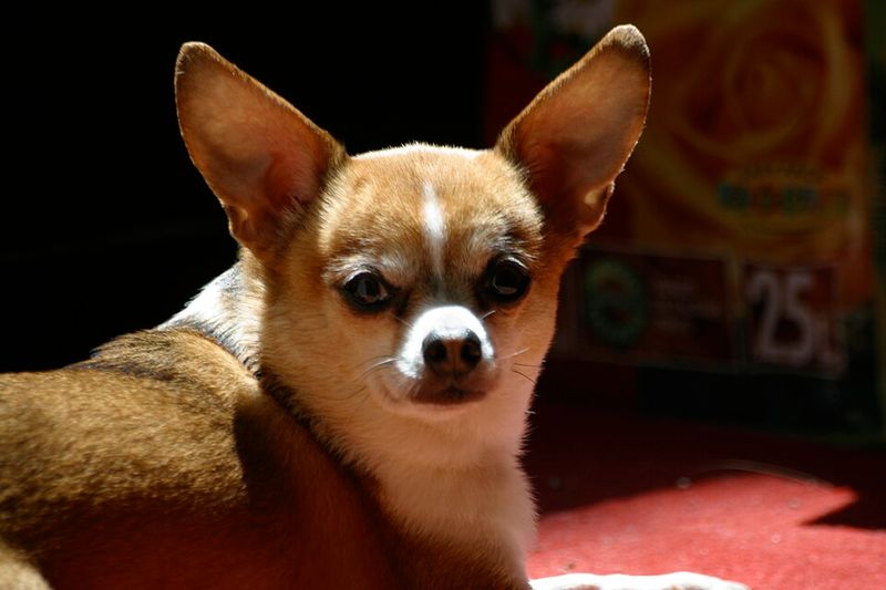 11 dogs that quietly wait the longest in shelters 6 Chihuahua