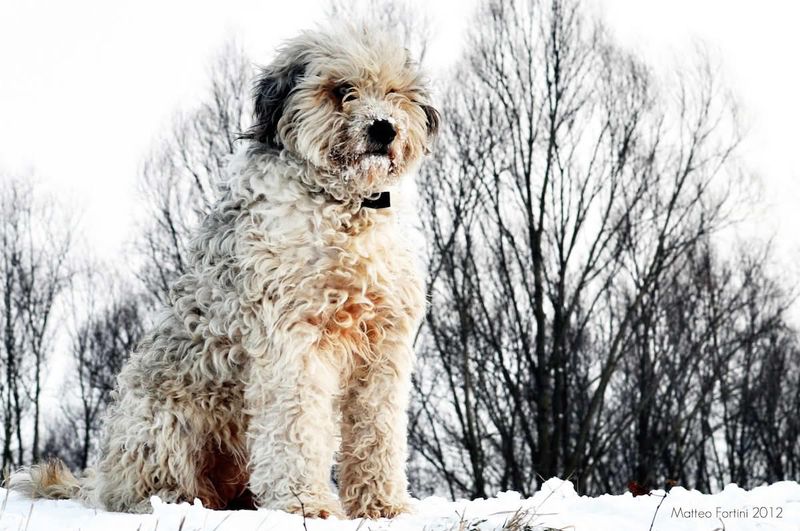 15 dog breeds that look like they should have their own portrait in a museum 13 Bergamasco Sheepdog