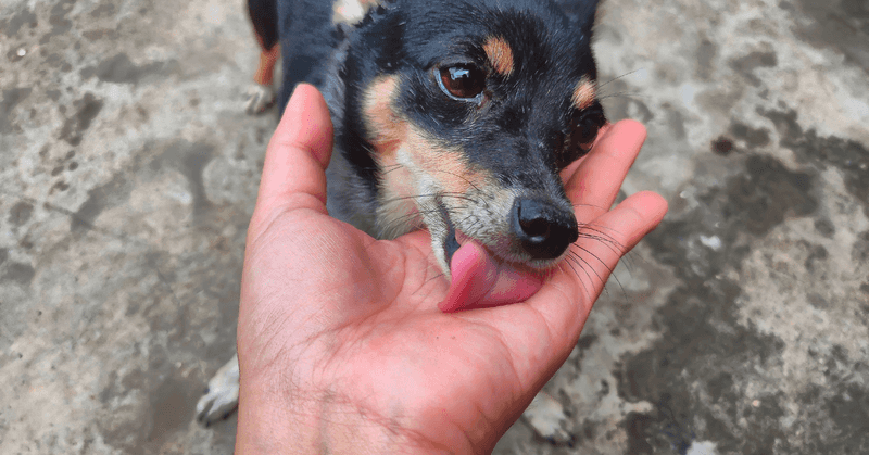 They Lick You as a Sign of Affection