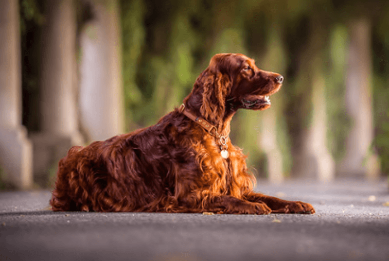10 Dog Breeds That Naturally Act Like Emotional Support Companions 11 Irish Setter