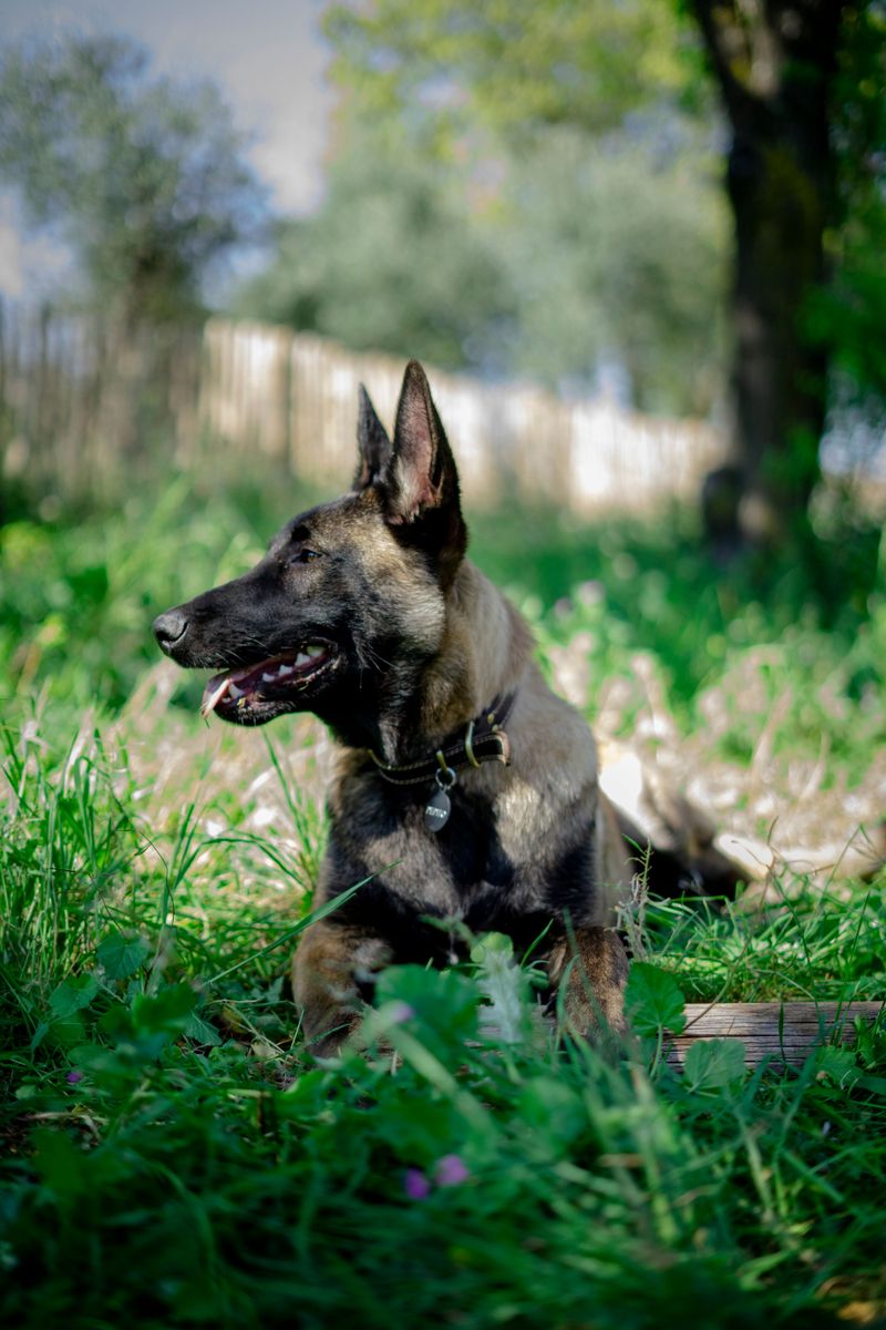 Belgian Malinois