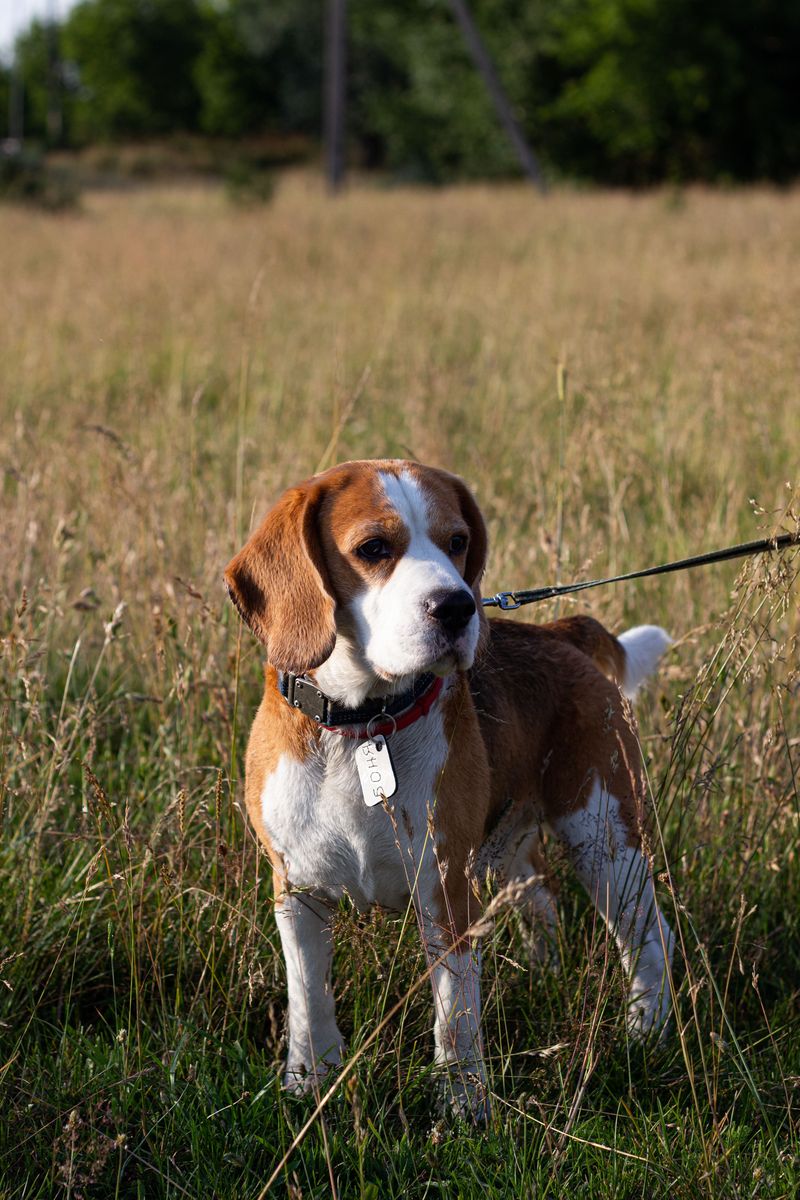 The front door closes and the hardest part of the day may begin for these highly social dog breeds 2 Beagle