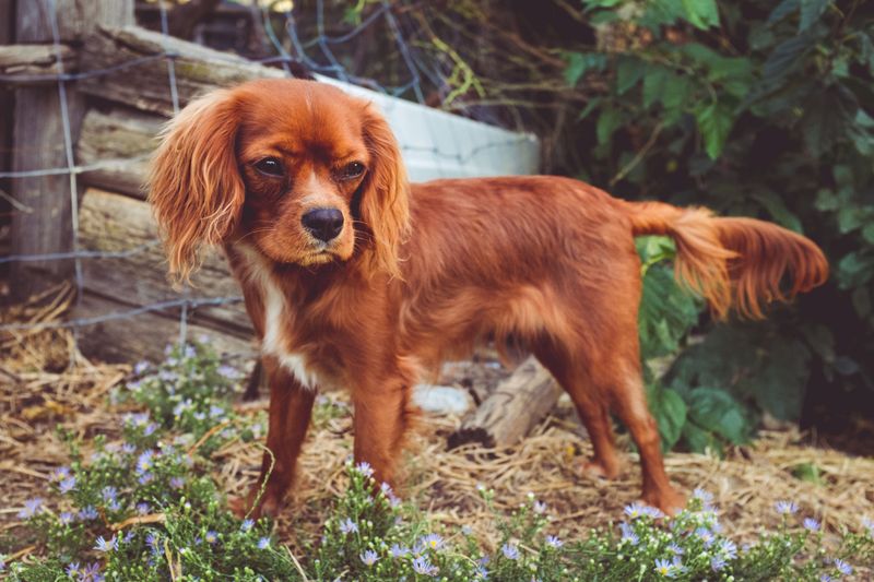 13 easy-to-live-with dog breeds people quietly adore 2 Cavalier King Charles Spaniel