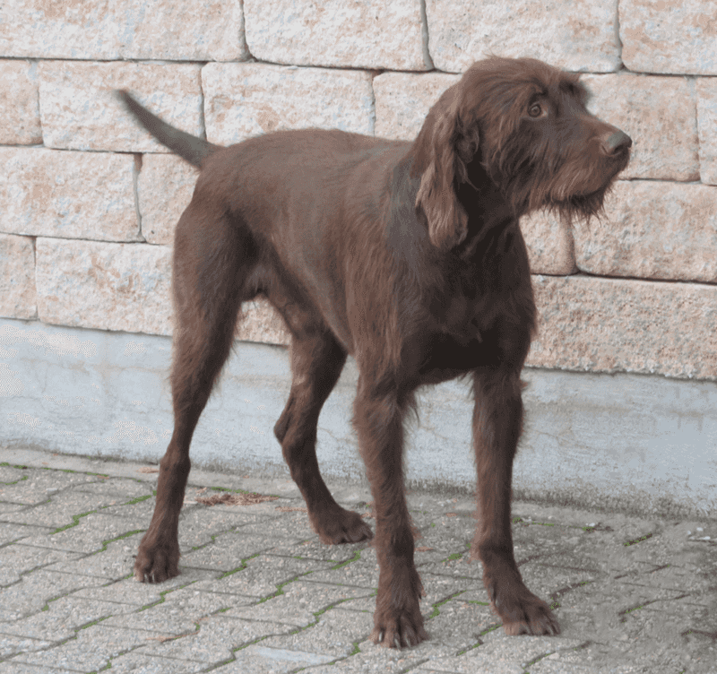 Owners Are Building “Decompression Zones” - 10 Breeds That Benefit Most From a Quiet Corner 10 Pudelpointer