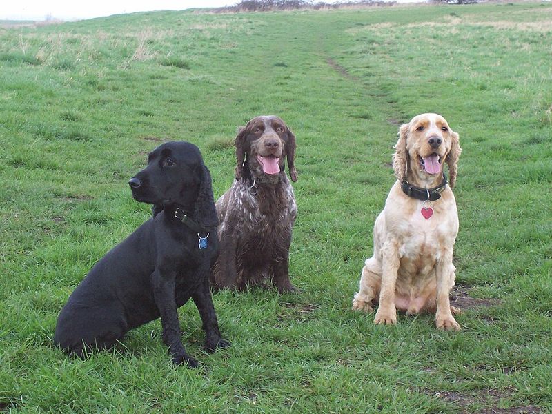 Sometimes the best dog is simply the one that makes everyday life easier 8 Cocker Spaniel