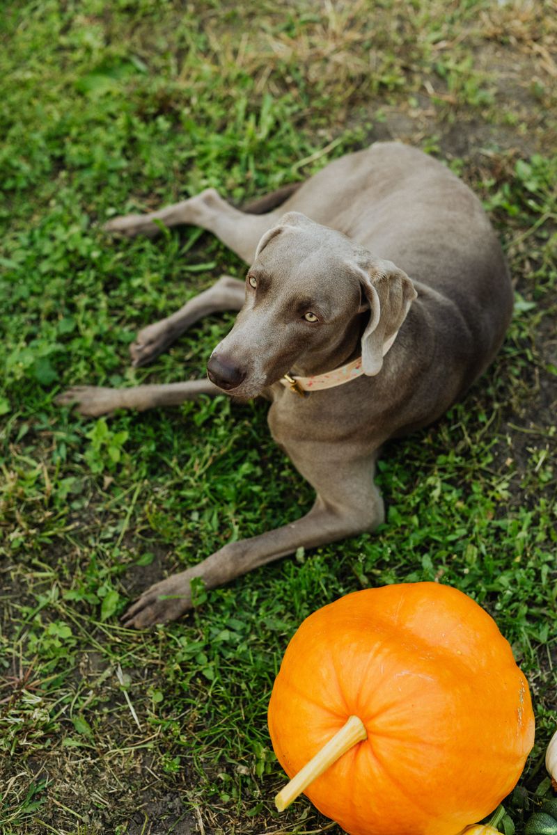 More exercise isn't always better - Even highly active dogs need time to recover 9 Weimaraner