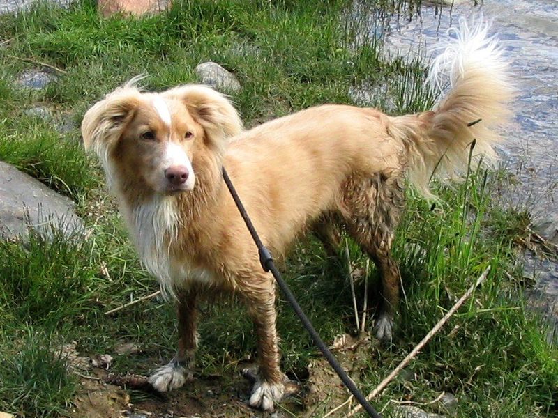 Nova Scotia Duck Tolling Retriever