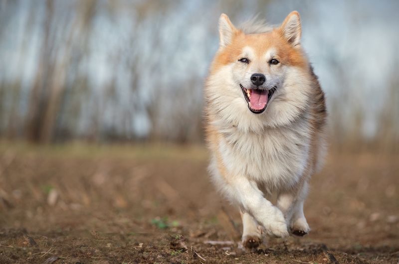 9 Dog Breeds with Foxlike Features and 13 with Wolfish Looks 4 Icelandic Sheepdog