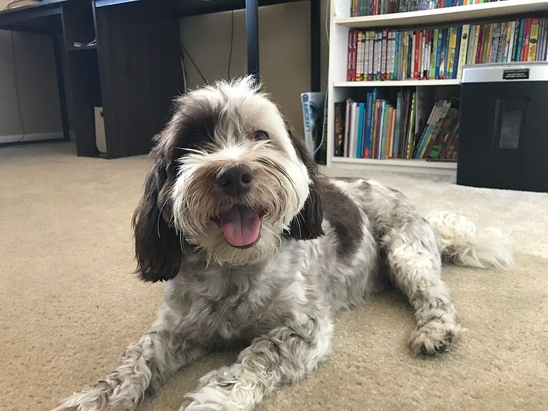 These 13 dog breeds stay loyal long after the bond is formed - plus 2 owners never forget 16 Havanese
