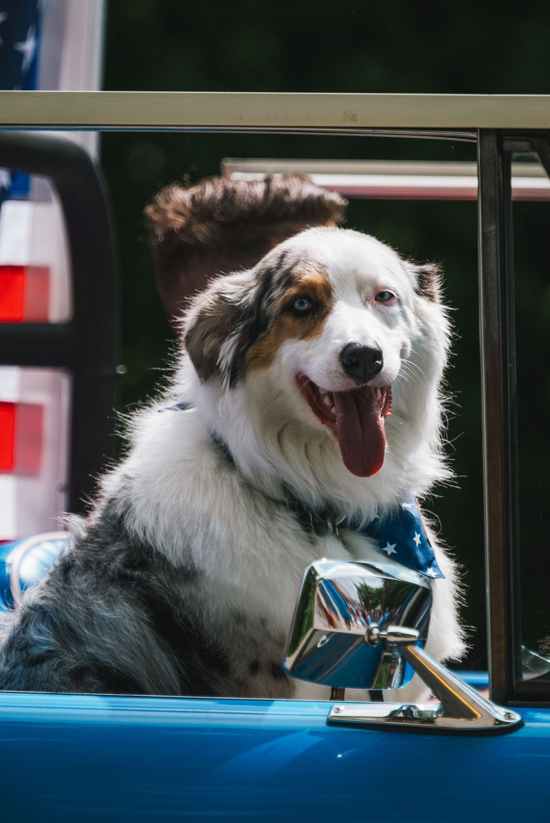 One look at these 13 dogs and you know they weren't built for sitting around 3 Australian Shepherd