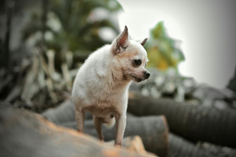 Chihuahua