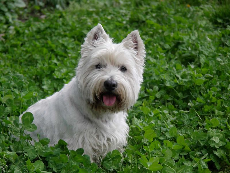 West Highland White Terrier