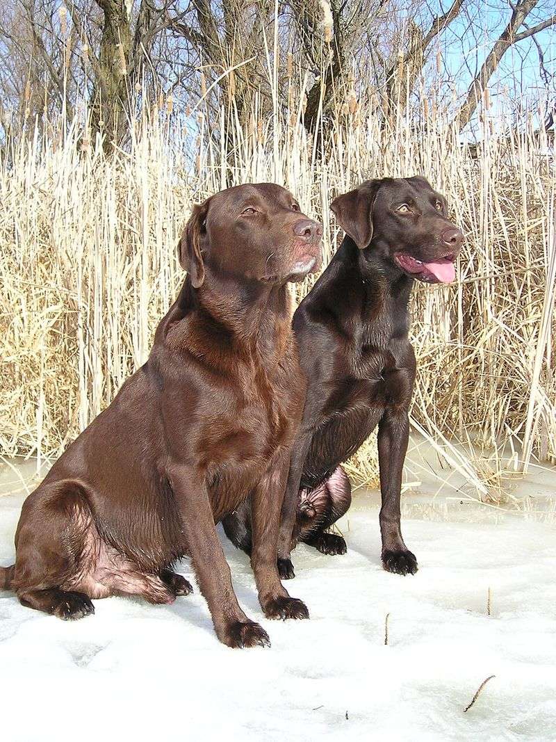 20 dog breeds that slowly create patterns owners don’t notice until much later 2 Labrador Retriever