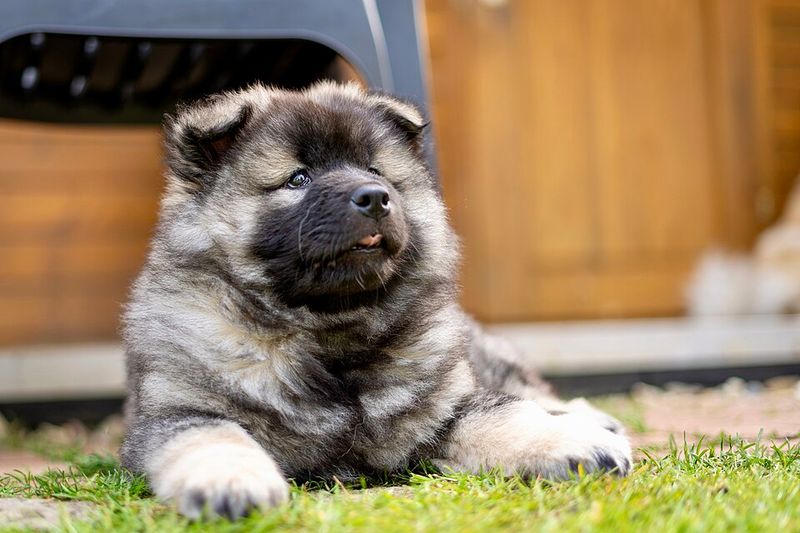 Eurasier