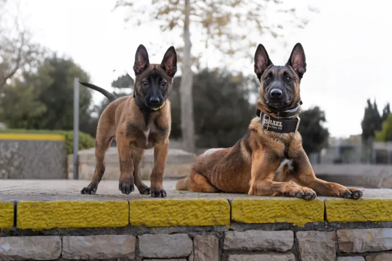 Belgian Malinois