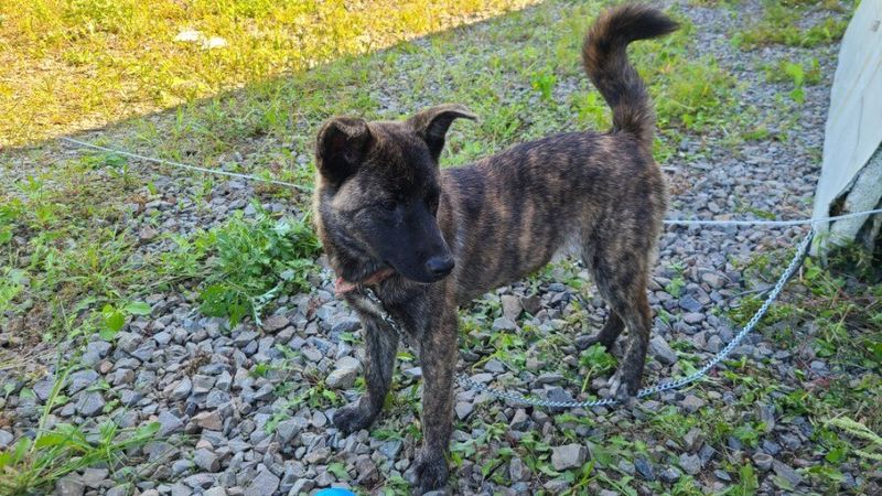 Rare Doesn’t Mean Fragile - 11 Lesser-Known Breeds That Are Surprisingly Tough 11 Donggyeongi