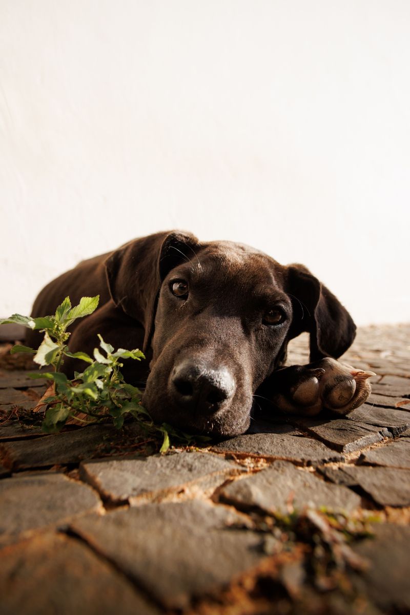 Thinking about a second dog? These 10 breed pairings often work beautifully – plus 2 unexpected matches 12 Great Dane + Chihuahua