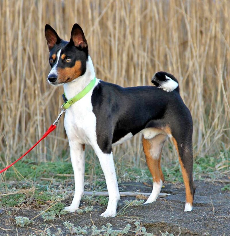 Some dogs charge into trouble - These breeds would rather figure out whether trouble is worth it 8 Basenji