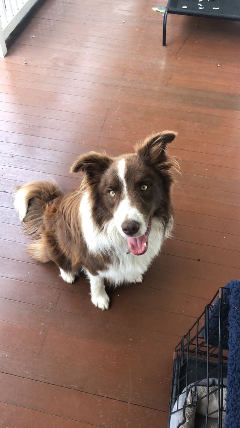 10 dog breeds that weren't built for ordinary household life - plus 3 companions that seem made for it 3 Border Collie