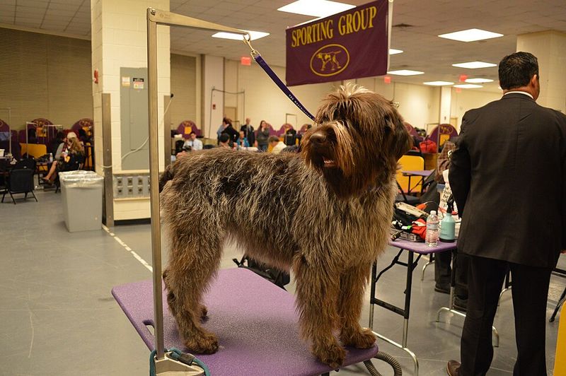 Wirehaired Pointing Griffon