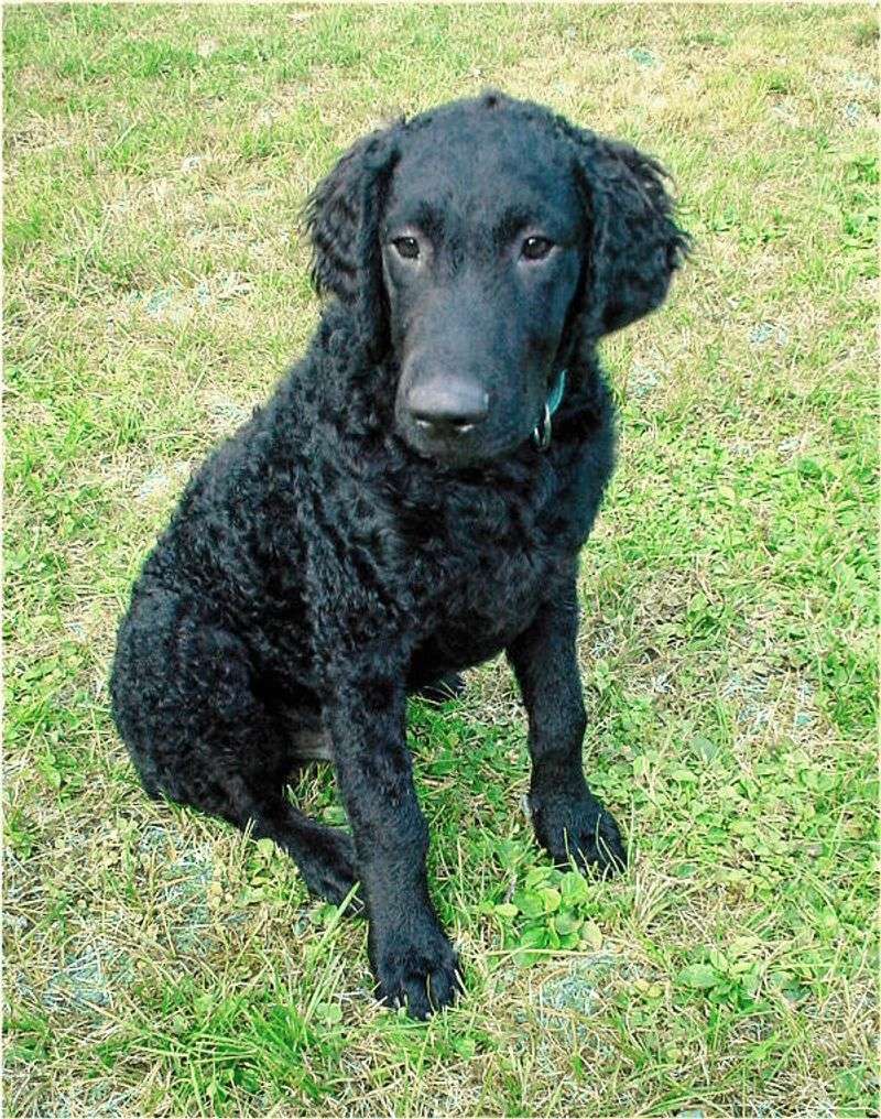 Curly-Coated Retriever