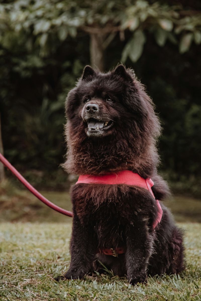 20 Dog Breeds That Stand Out for Their Extraordinary Looks 18 Chow Chow