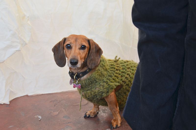 Dachshund