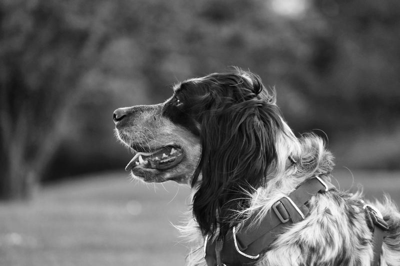 English Setter