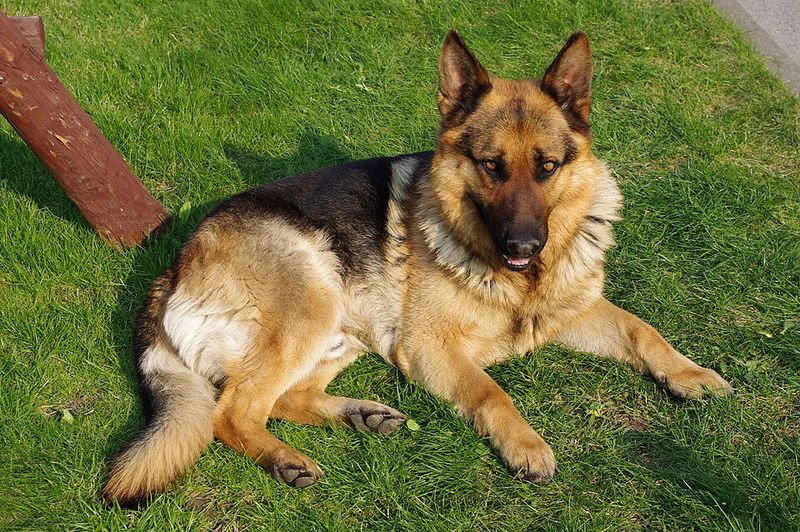 13 guard dog breeds that make intruders think twice and owners sleep easier 10 German Shepherd