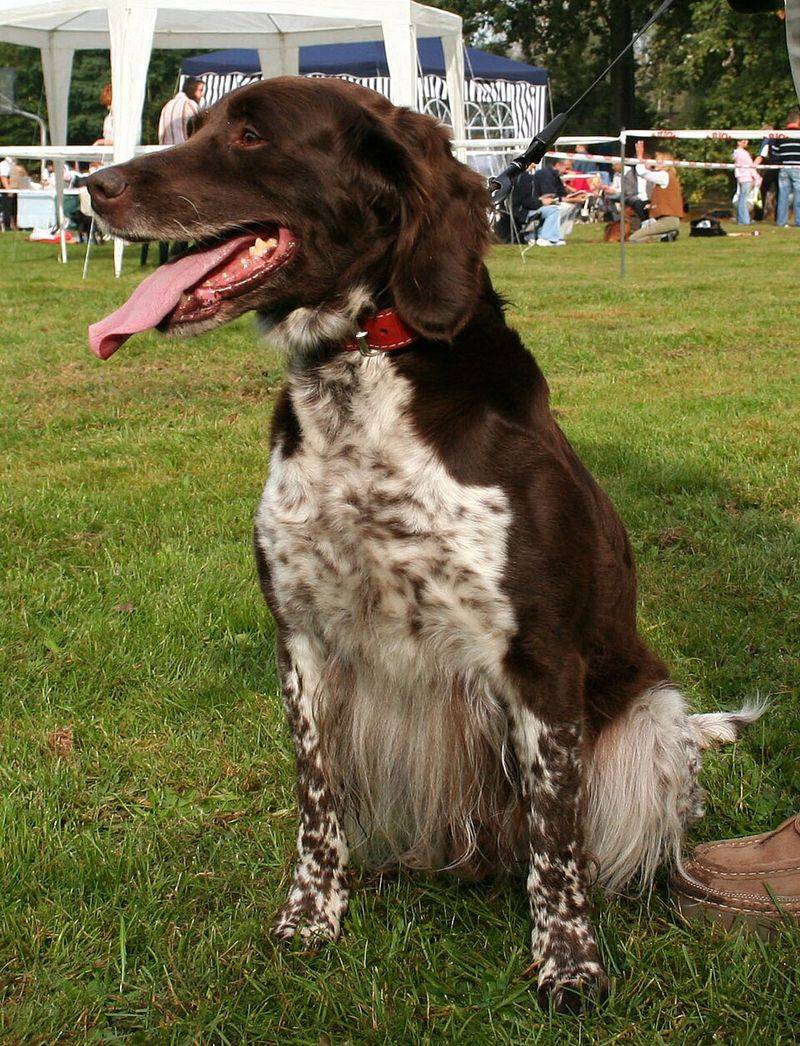 AI Enrichment Toys Are a Flex Now - 12 Breeds That Turn “Bored” Into Chaos Without Brain Games 11 Small Munsterlander