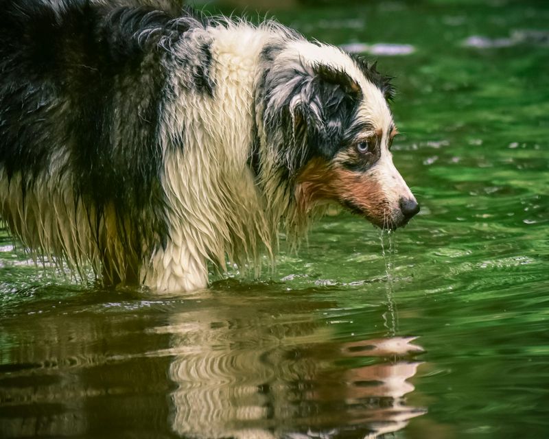15 dog breeds that react strongly to changes in household energy 3 Australian Shepherd