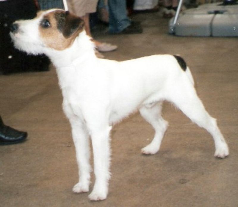 Parson Russell Terrier