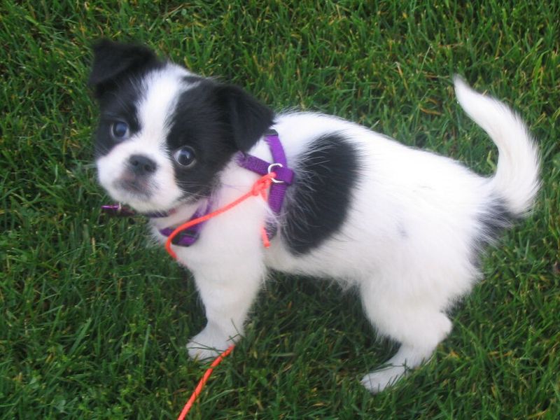 Japanese Chin