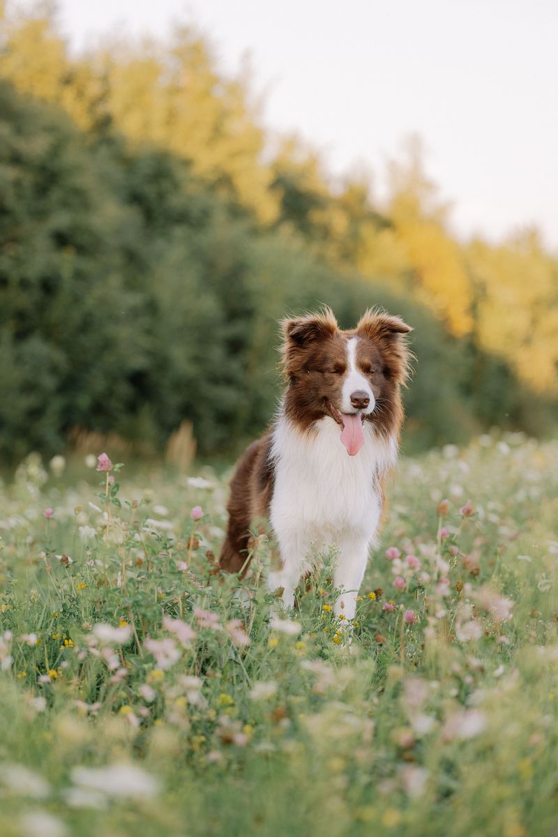 These dog breeds often become exceptional learners once owners stop rushing the process 12 Border Collie