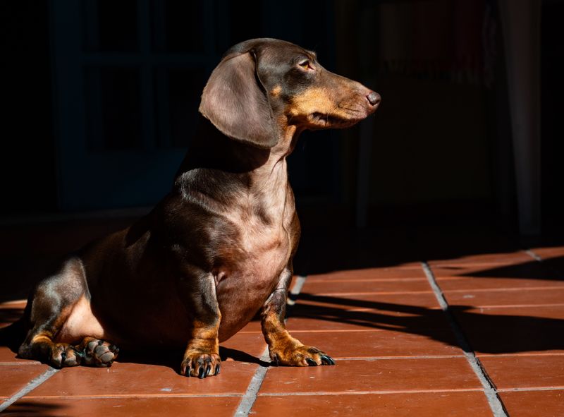 Years of dog ownership may not prepare you for breeds that were developed to make decisions independently 7 Dachshund
