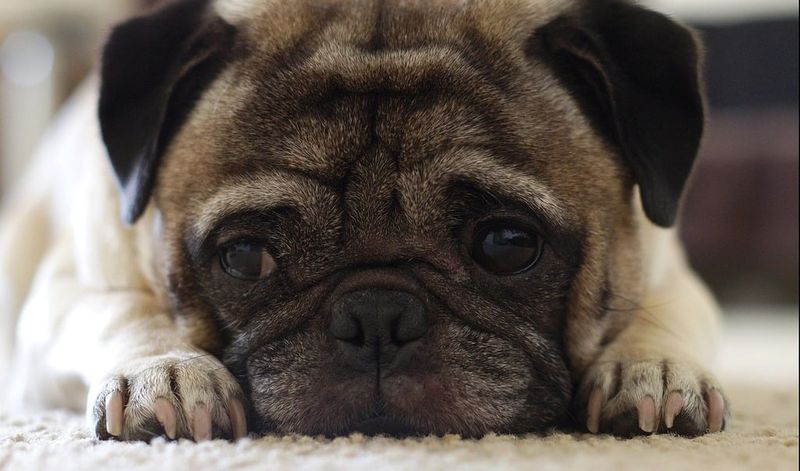 18 Friendly and Adaptable Dog Breeds Perfect for New Pet Owners 10 Pug