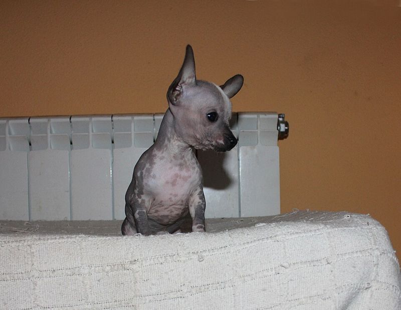 Hairless Chihuahua