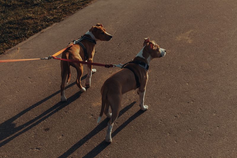 Many dogs pull because of routines owners accidentally repeat every day 10 Ignoring loose-leash walking at home