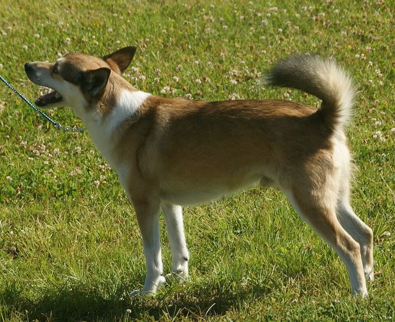 19 dog breeds that have origins tied to extremely specific jobs most people rarely think about 4 Norwegian Lundehund