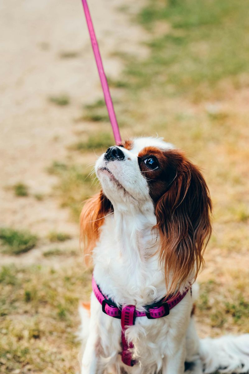 Cavalier King Charles Spaniel