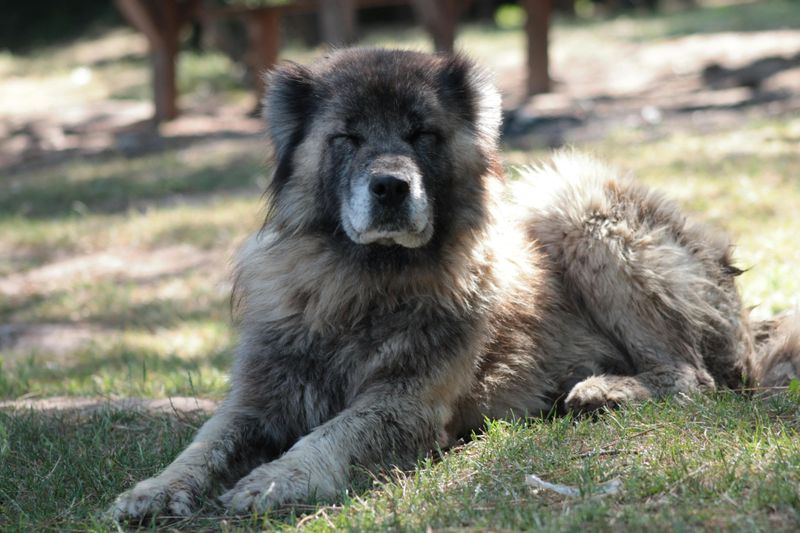 10 impressive dogs that dominate attention the moment they appear plus 5 calm breeds that bring the opposite energy 10 Caucasian Shepherd