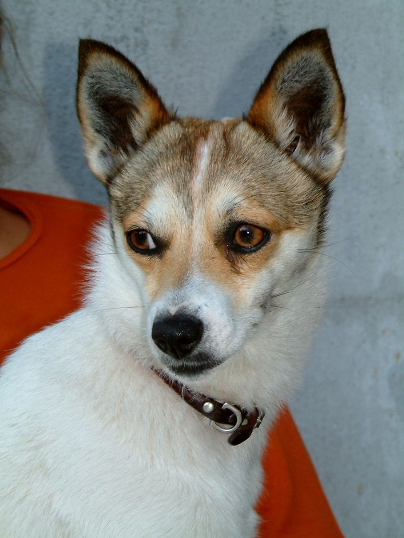 Norwegian Lundehund